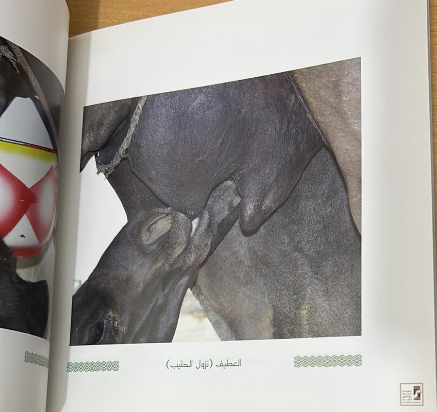الإبل السلوك والطباع