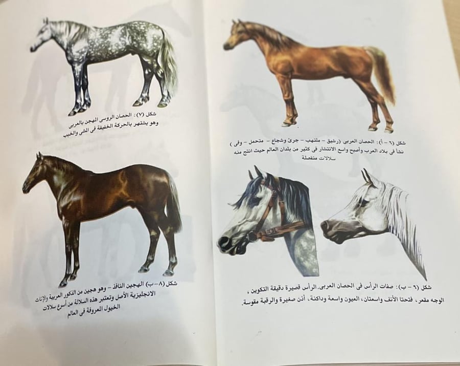 الخيول كتاب المعارف - حسين قاعود