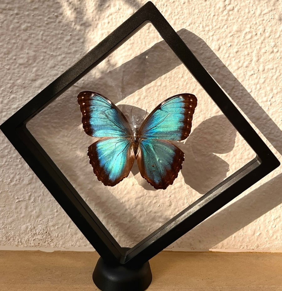 ‏Morpho helenor