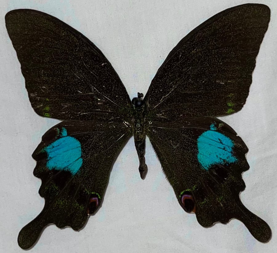 Papilio paris