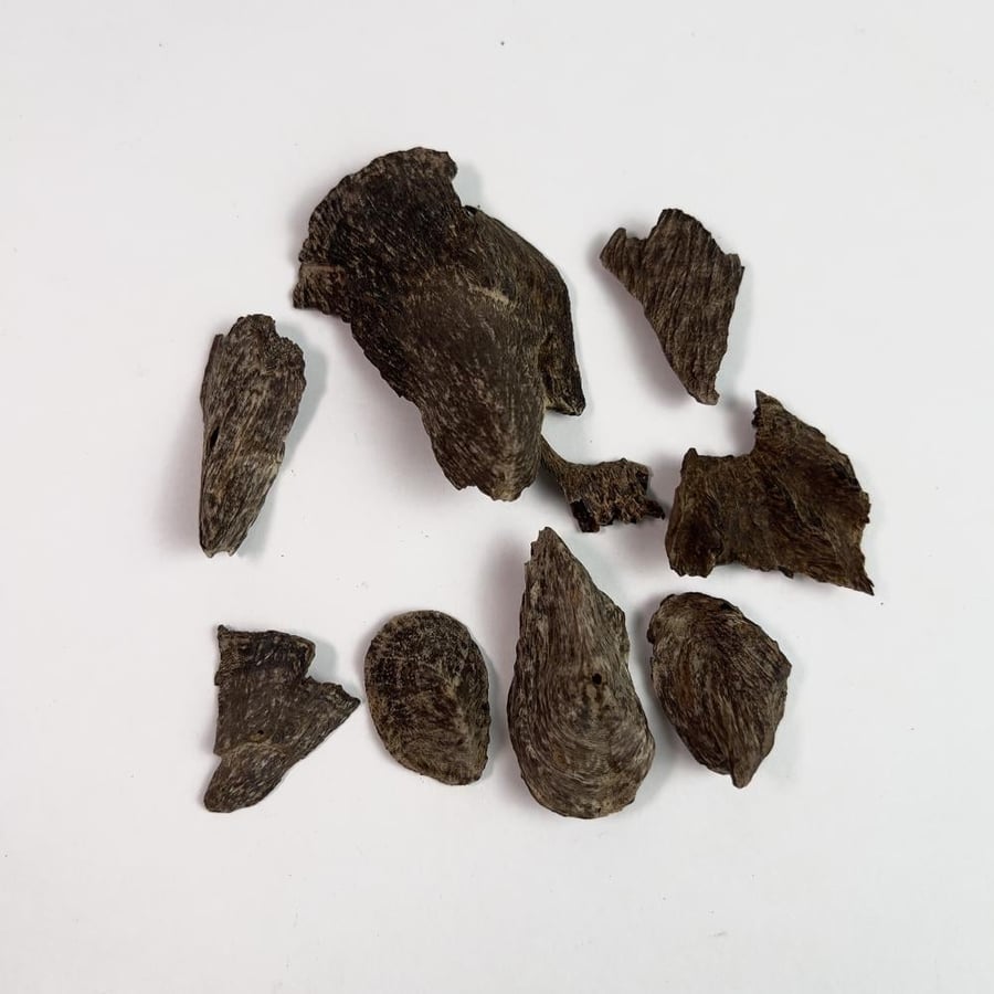 ماليزي اندروتر ( غطاس )