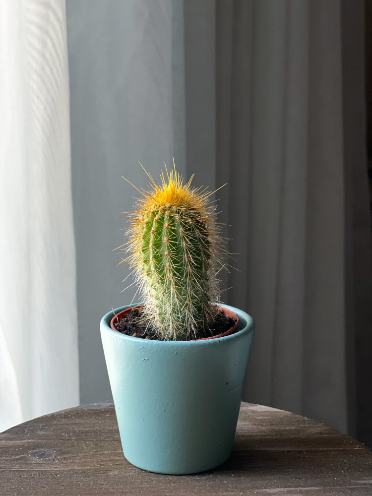 صبار في مركن سيراميك cactus