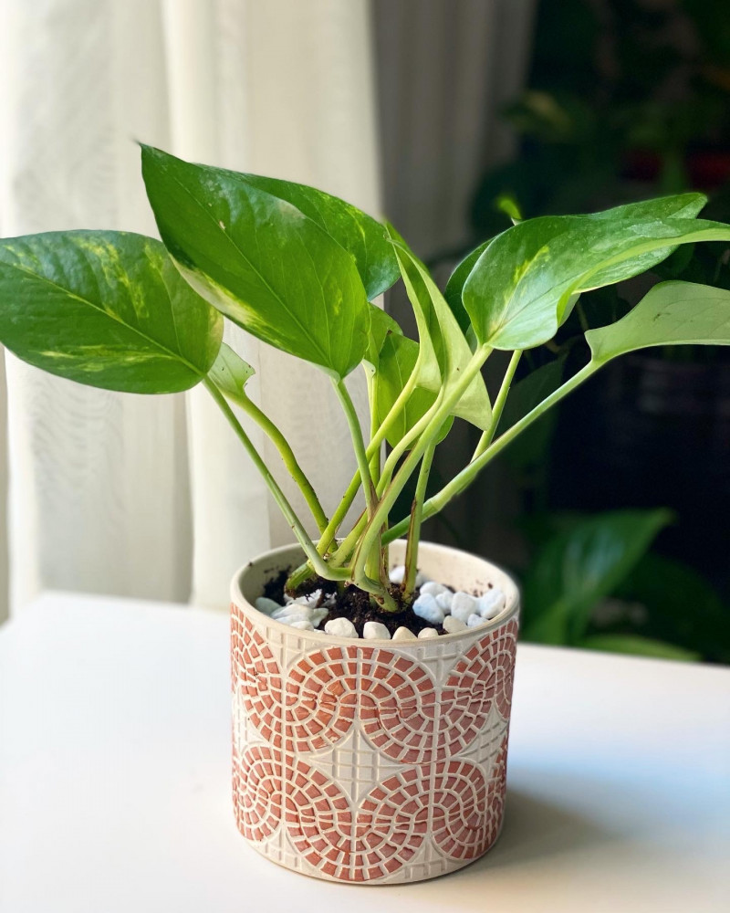 نبتة بوتس في مركن سيراميك pothos plant