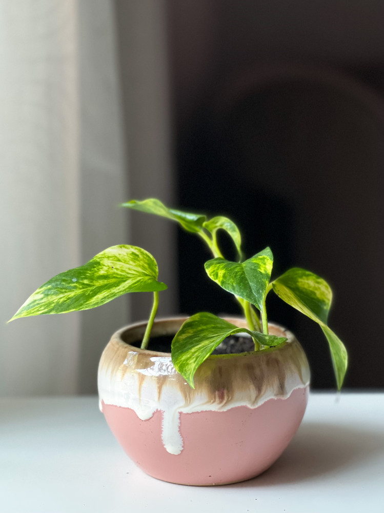 نبتة بوتس في مركن من السيراميك pothos plant