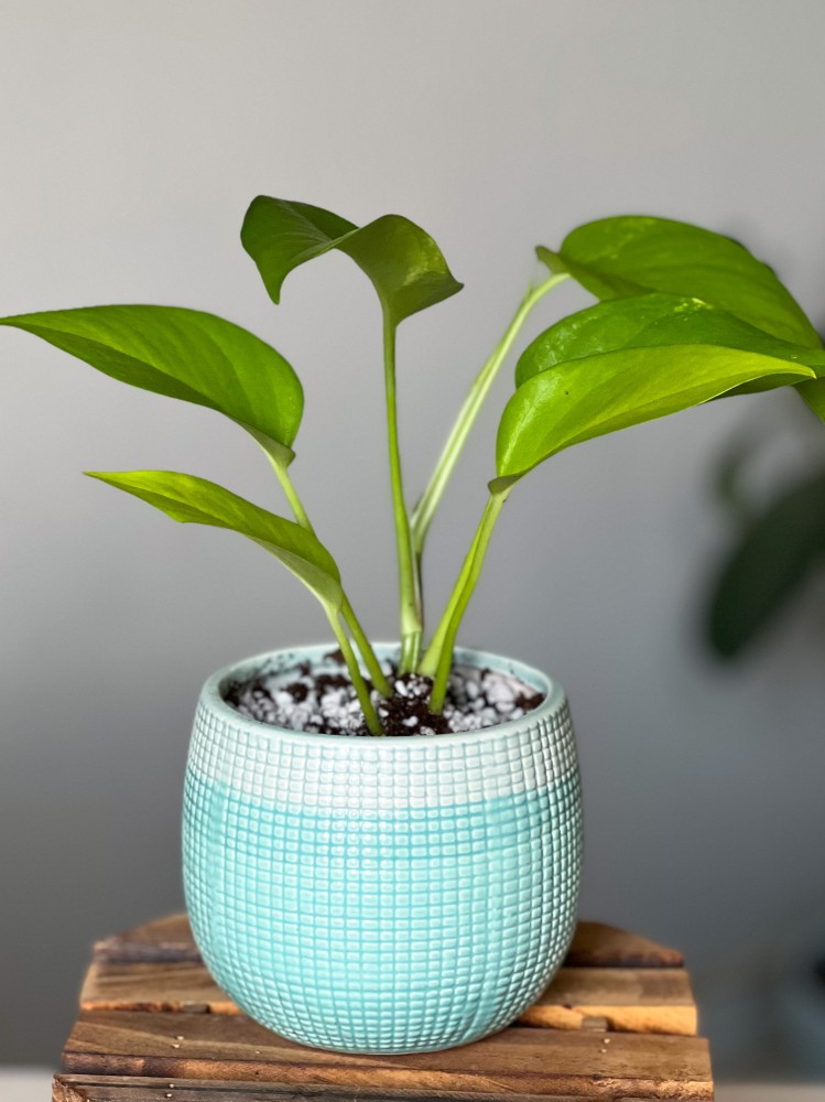 نبتة بوتس في مركن من السيراميك pothos plant