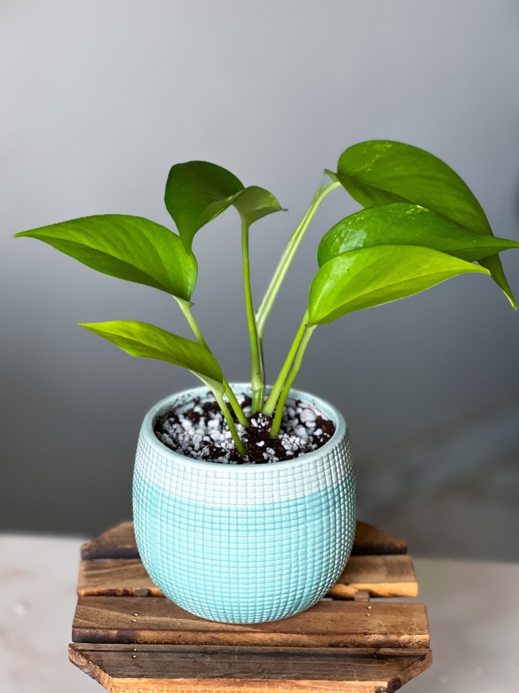 نبتة بوتس في مركن من السيراميك pothos plant