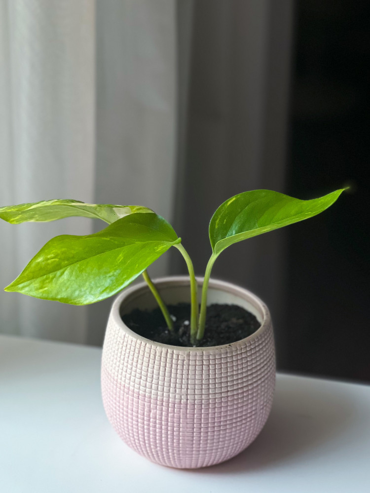 نبتة بوتس في مركن من السيراميك pothos plant