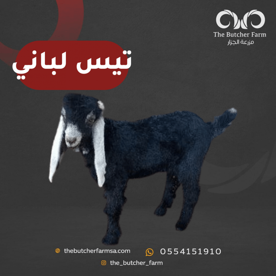 تيس لباني