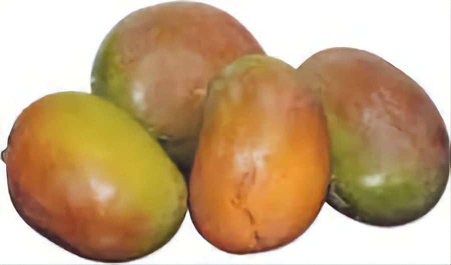 مانجو قلب الثور كرتون ٤ كيلو