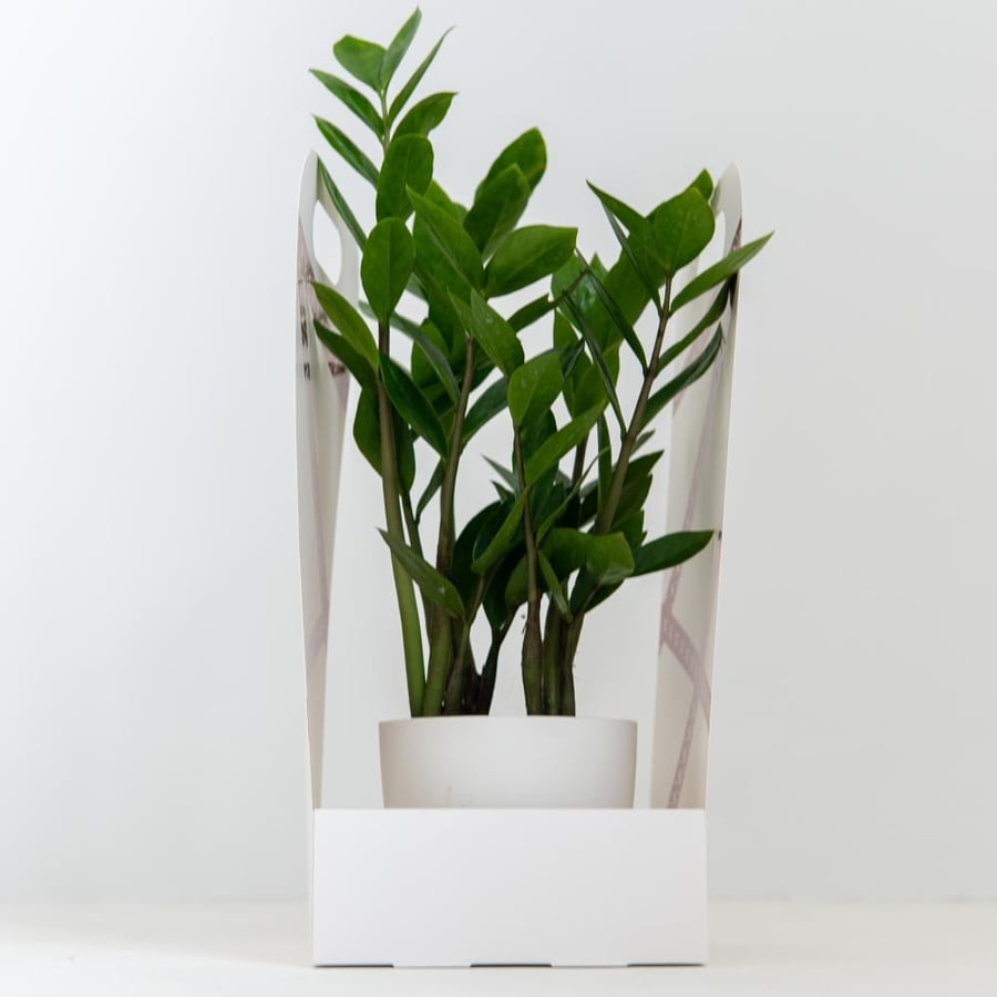زاميا ( Zamia )