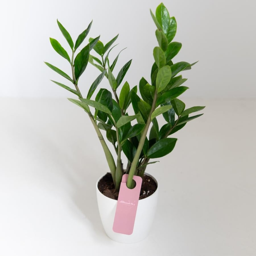 زاميا ( Zamia )