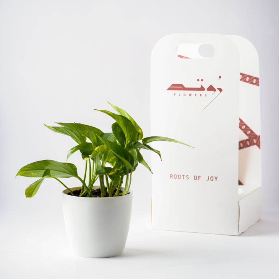 بوتس كبير ( Pothos )