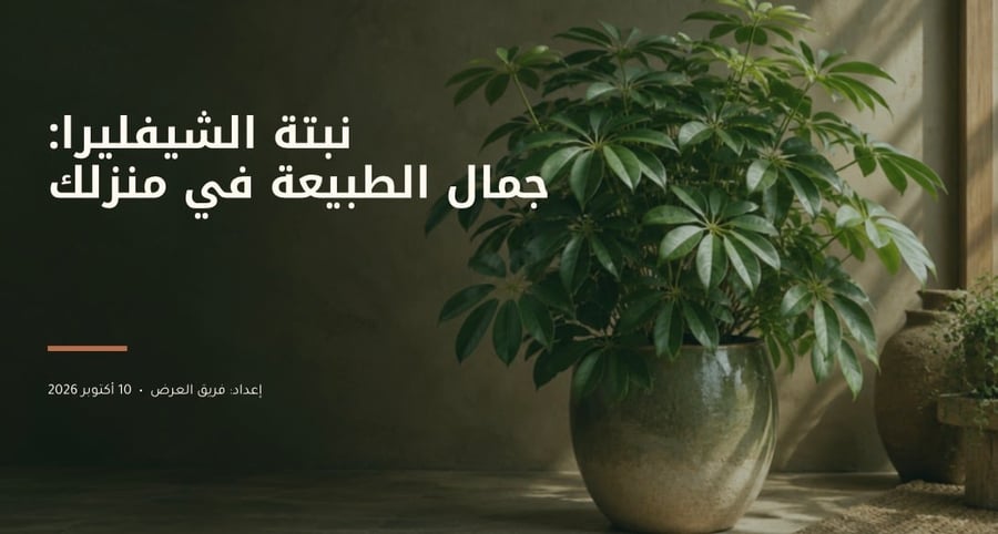 دليل العنايه بنبتة الشيفليرا