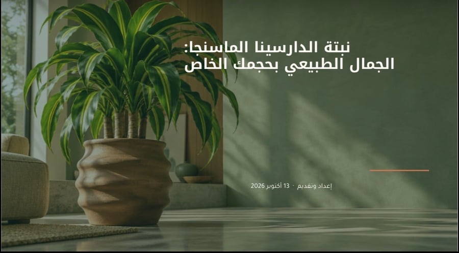 العنايه بنبتة الدارسينا ماسنجانا