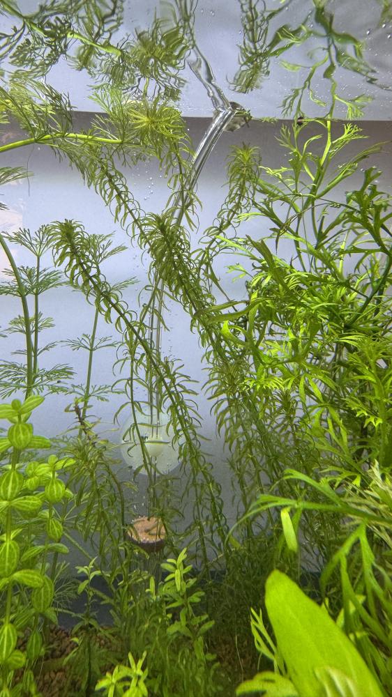 إلوديا دانسا – Elodea densa