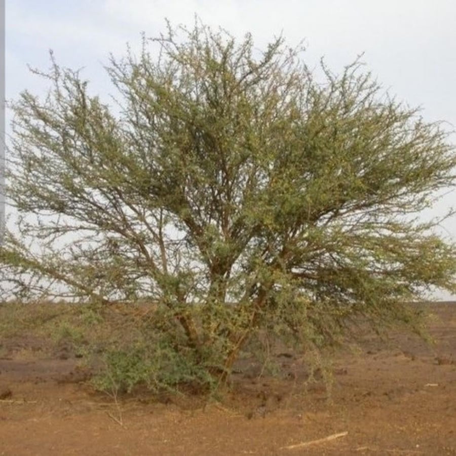 بكت بذور السلم