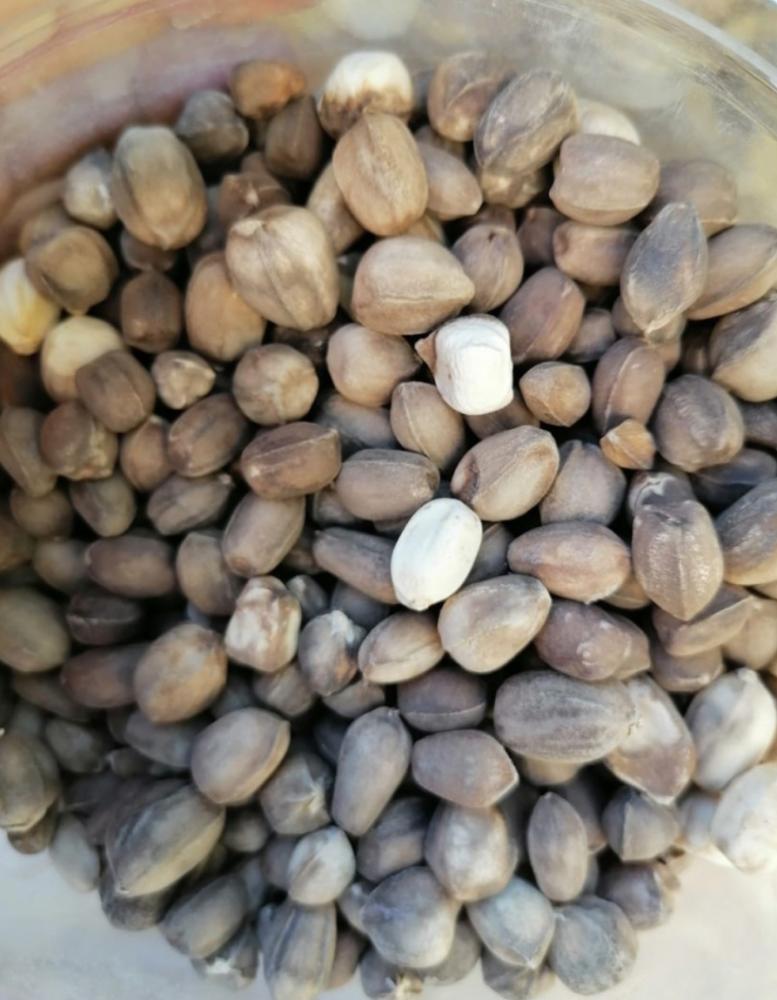 بذور البان العربي العضوي (قطاف رضوى)