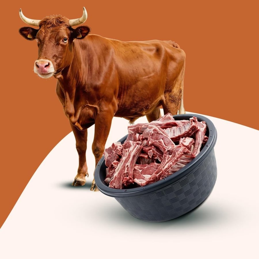 العجول