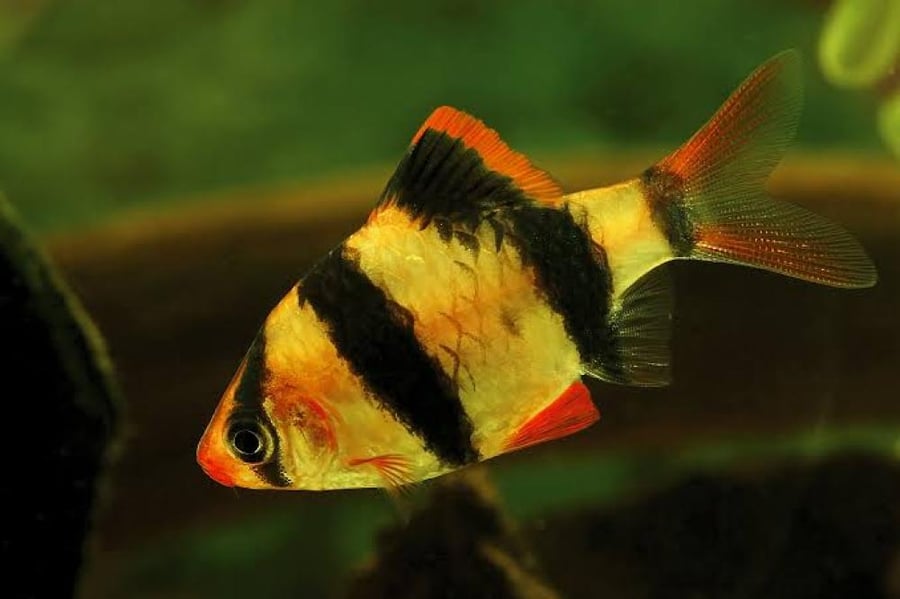 سمكة تايغر بارب مخططة Tiger Barb
