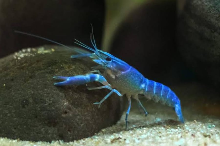 استكوزا مياه عذبة زرقاء Blue Freshwater Crayfish
