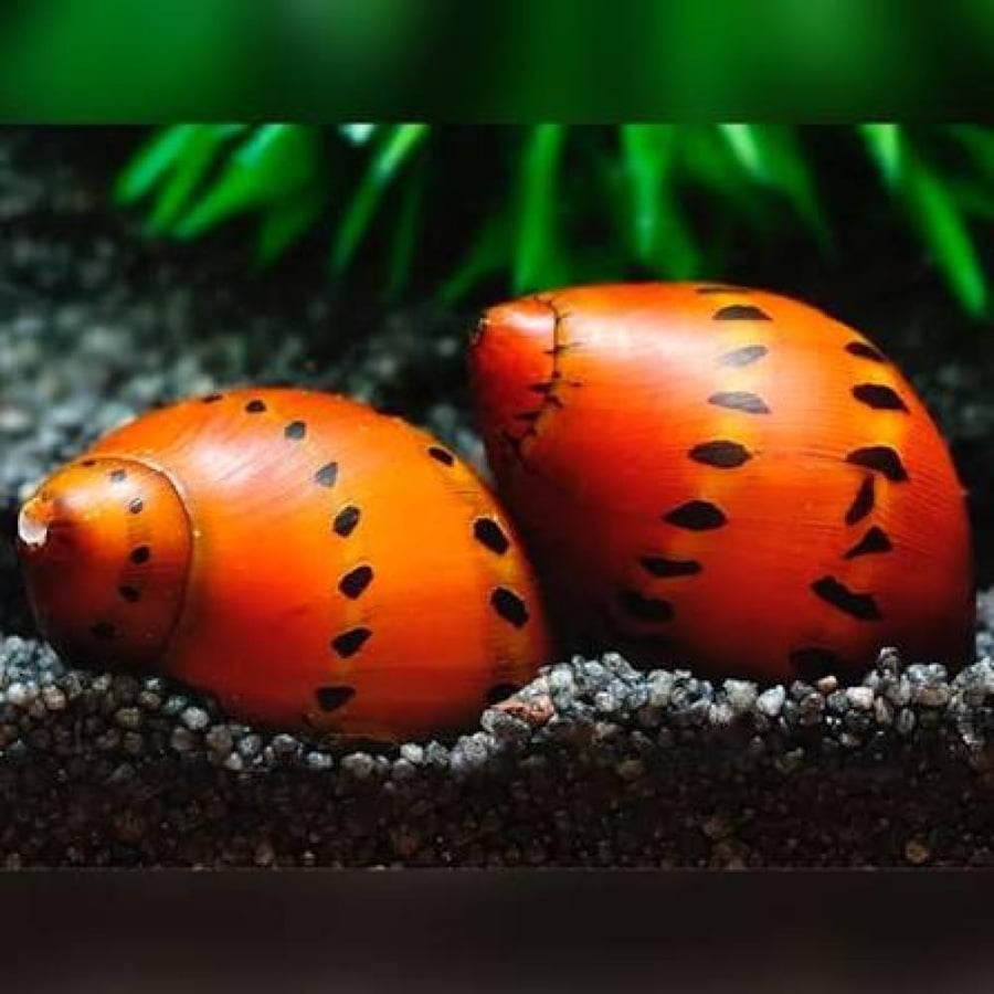 حلزون نيريت المتسابق لأحواض الزينة Racer Nerite Snail