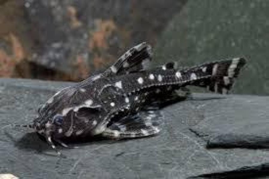 سمكة السلور المتكلمة المنقطة White Spotted Doradid Catfish