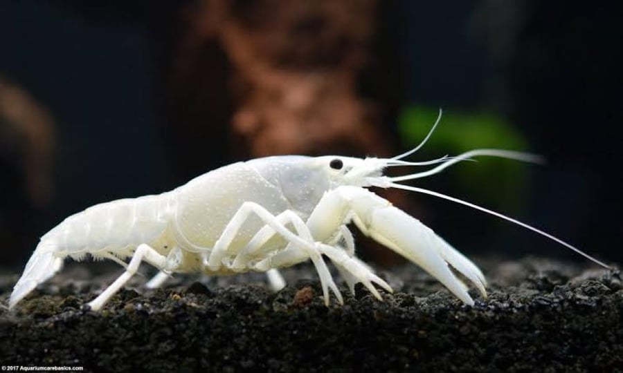 استكوزا مياه عذبة بيضاء White Freshwater Crayfish