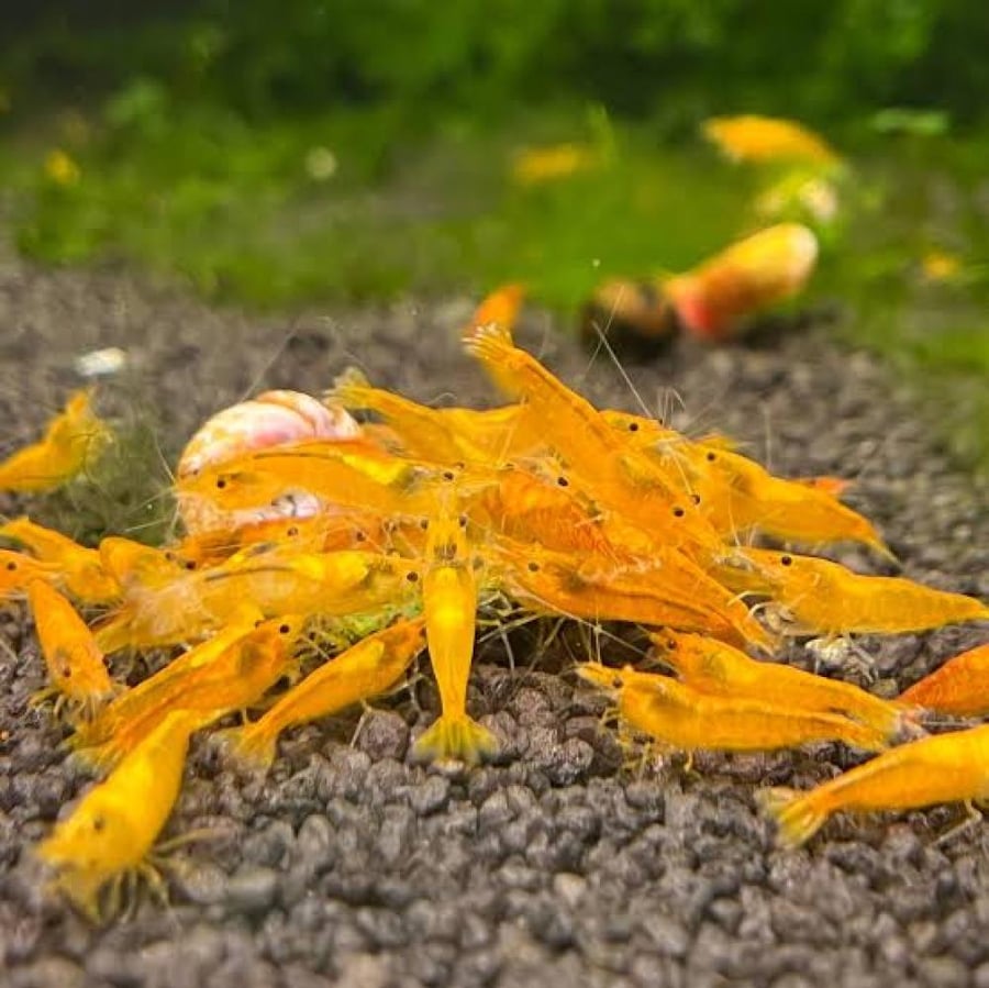 جمبري نيوكاردينيا برتقالي Orange Neocaridina Shrimp