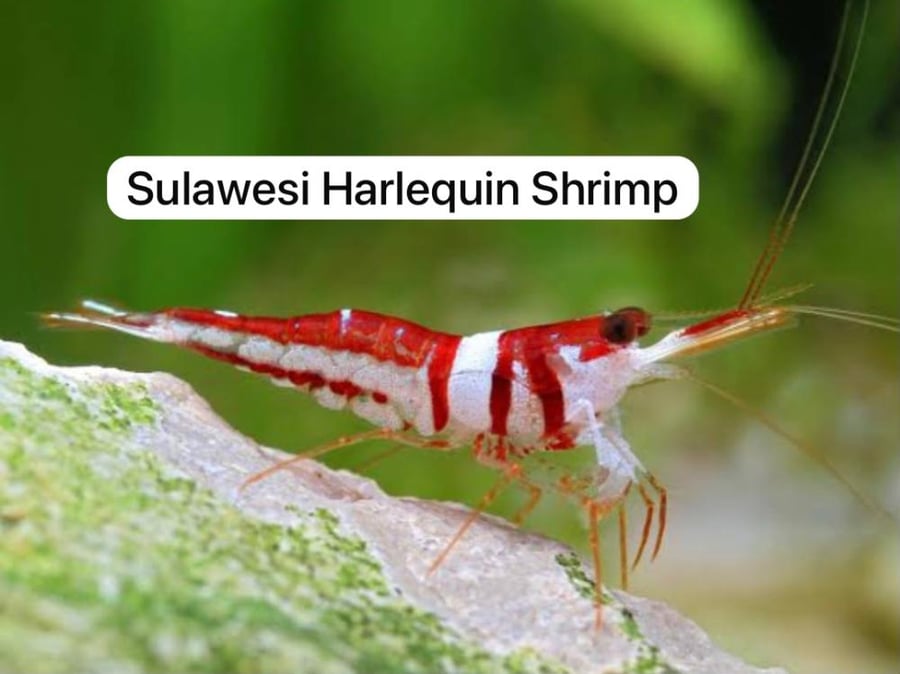 جمبري سولاويزي هارليكوين Sulawesi Harlequin Shrimp
