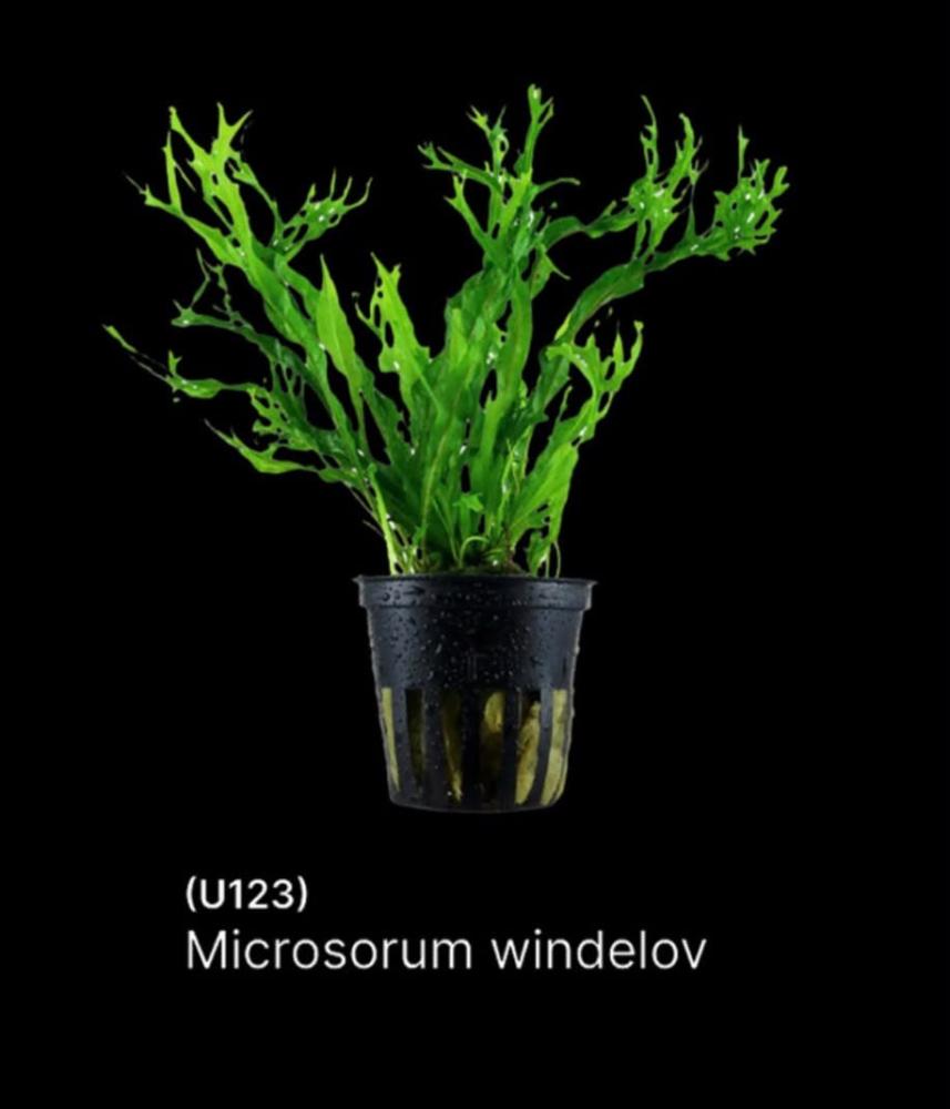 سرخس جافا ويندلوف متفرع نبات مائي Microsorum Windelov U123
