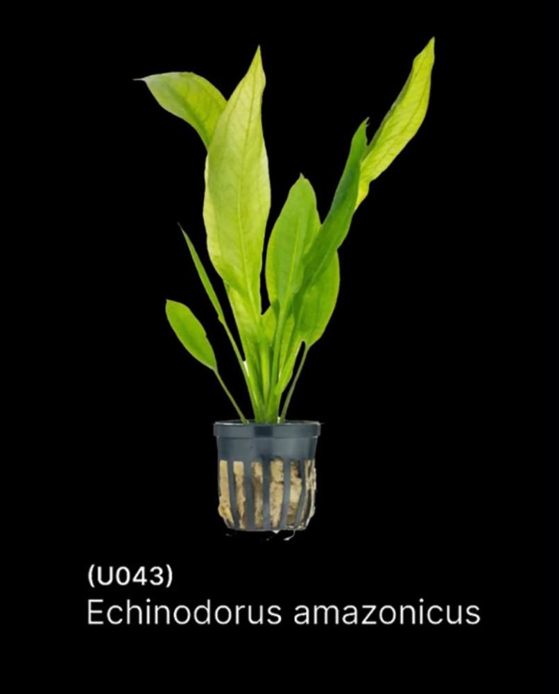 سيف الأمازون الطبيعي نبات مائي Echinodorus Amazonicus U43