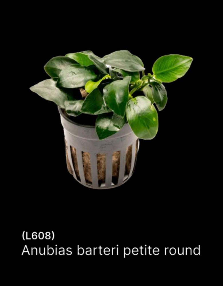 أنوبياس بارتيري بيتيت دائري نبات مائي Anubias Barteri Petite Round L608