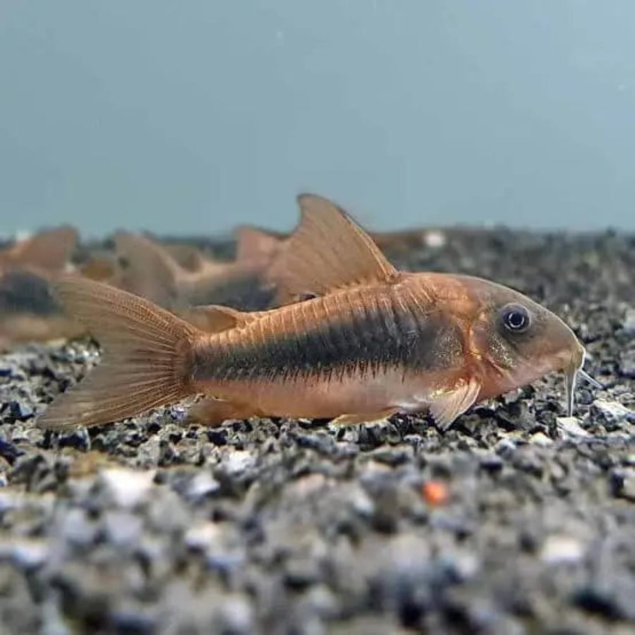 سمكة كوريدوراس برونزية منظفة قاع الحوض Bronze Corydoras