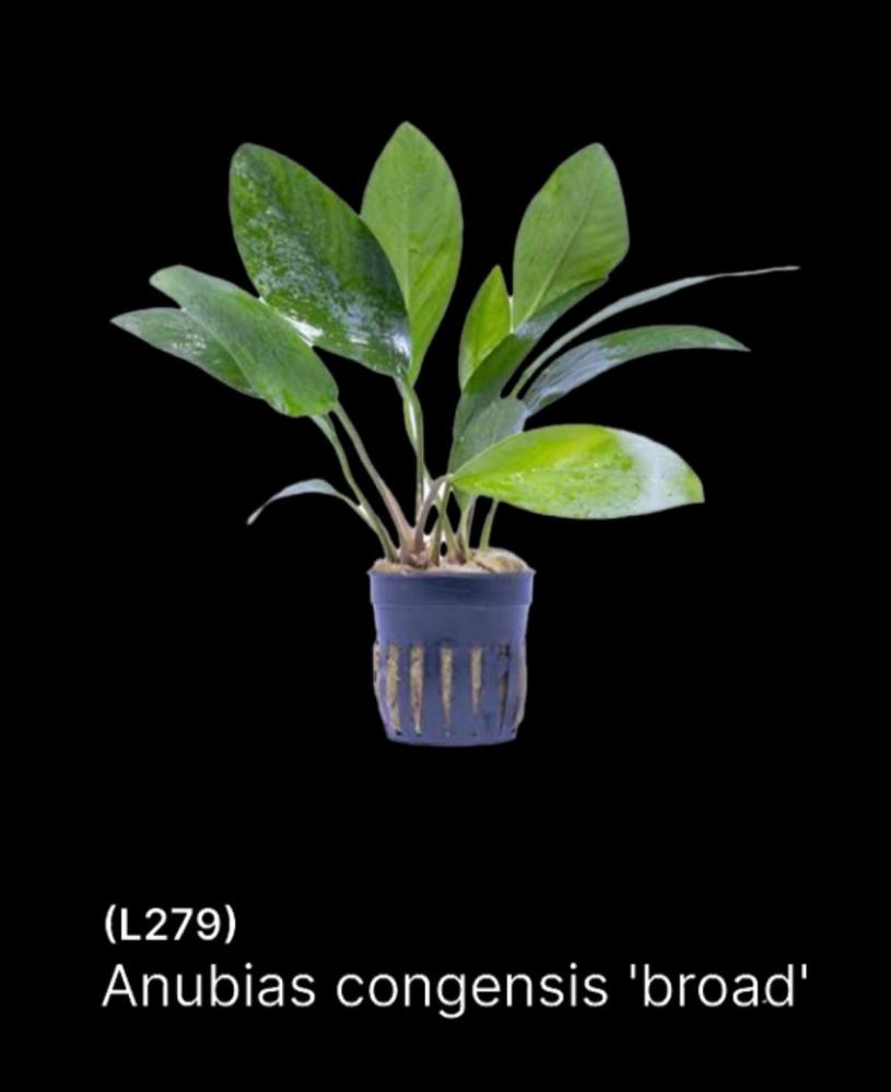 أنوبياس كونجينسيس عريض الأوراق نبات مائي Anubias Congensis Broad L279