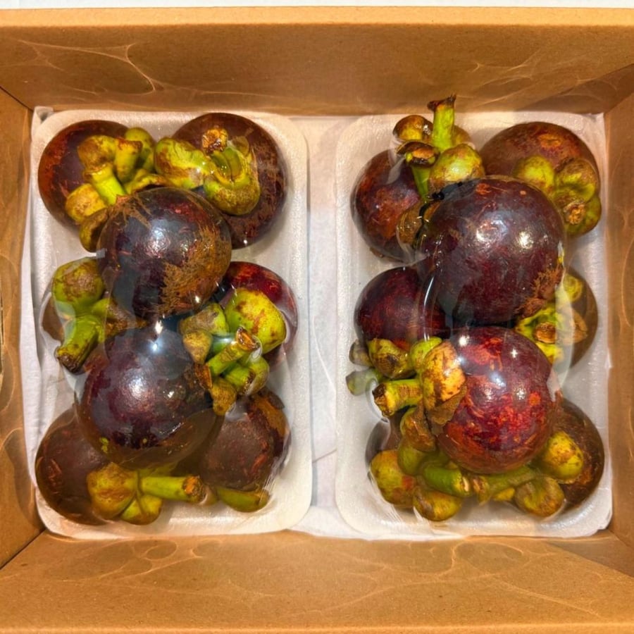 كرتون مانغوستين