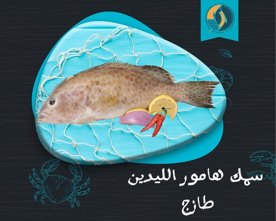 هامور  الليدين الطازج