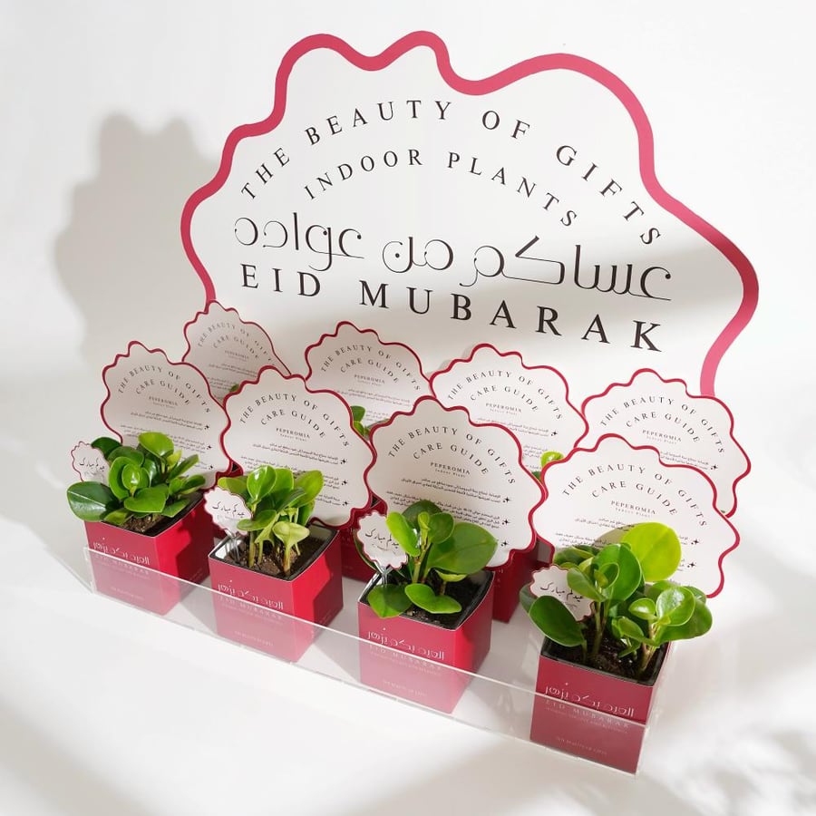 مجموعة نباتات الببروميا | PEPEROMIA