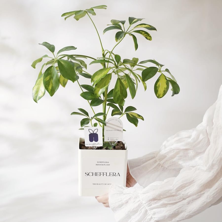 نبتة شفليرا | Schefflera Gift
