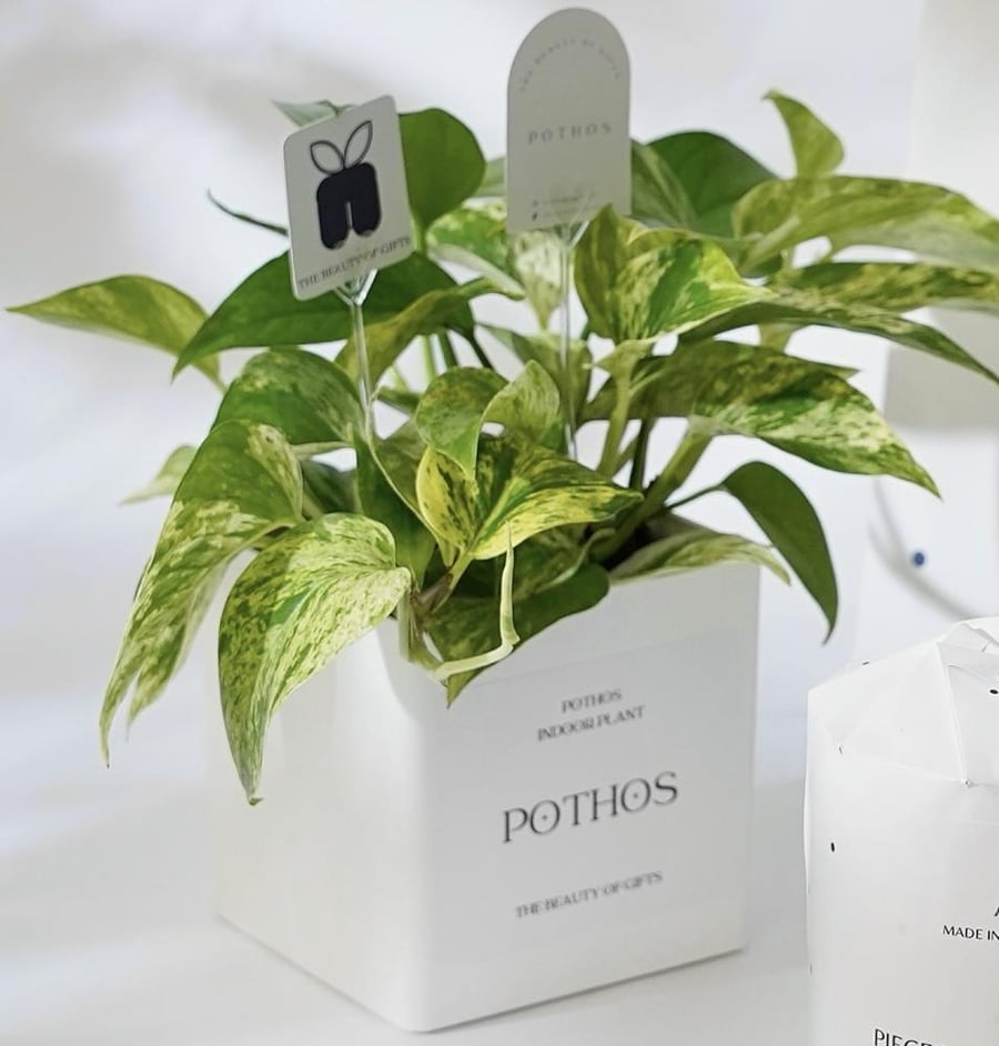 نبتة البوتس | Pothos Gift