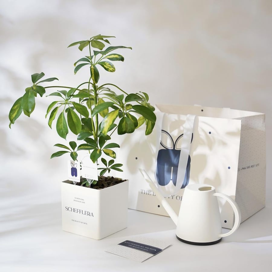 نبتة شفليرا | Schefflera Gift
