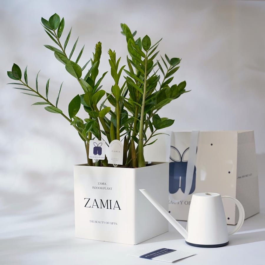 نبتة الزاميا | Zamia Plant