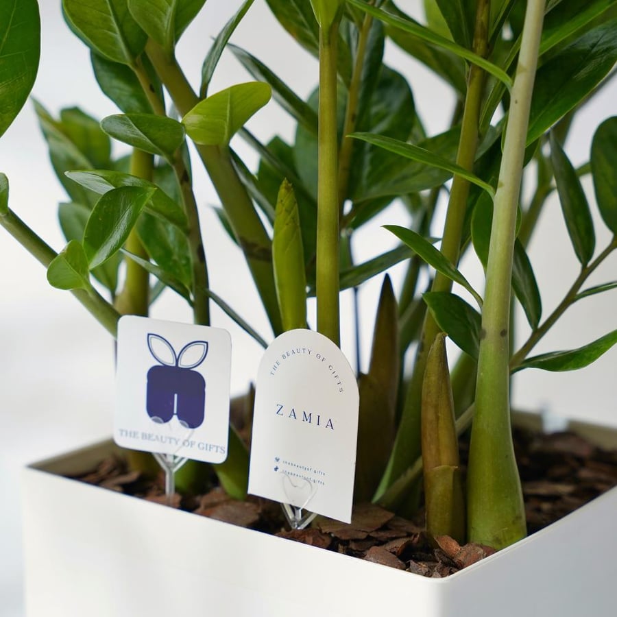نبتة الزاميا | Zamia Plant