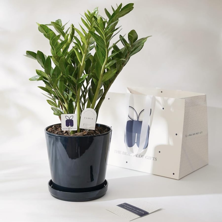 نبتة زاميا | Zamia Gift