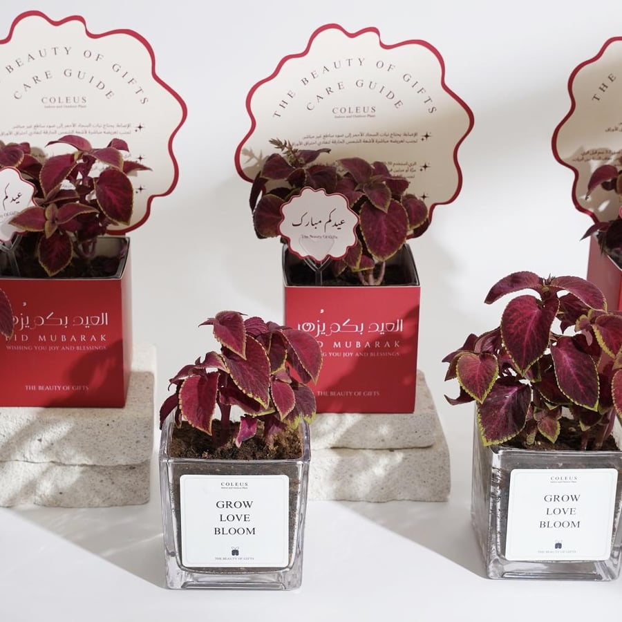 عيدية نبتة السجاد | COLEUS GIFT