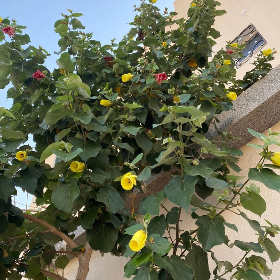 الخبيز الساحلي