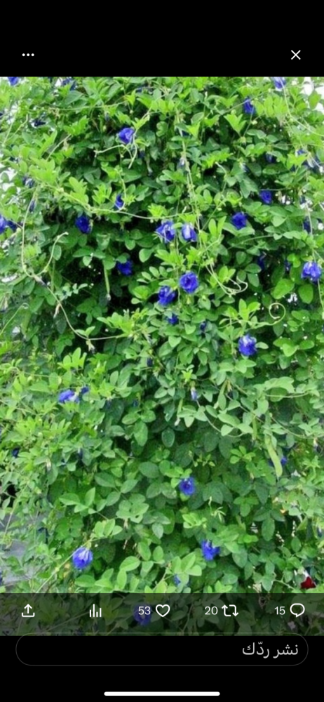 بذور الشاهي الازرق ( 50 بذرة )