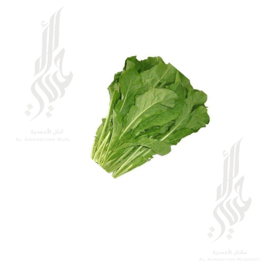 بذور الجرجير ( 80 جرام )