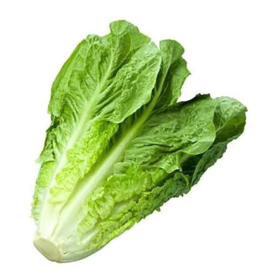 حبة خس طويل