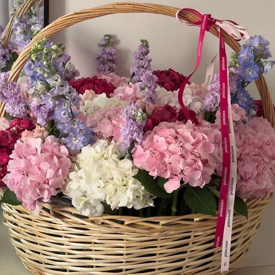 سله هايدرنجا |  Hydrangea BASKET