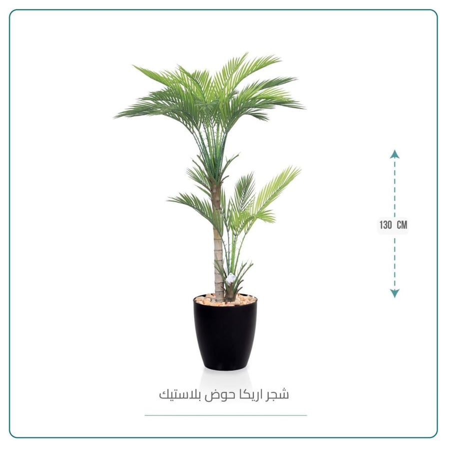 شجرة أريكا ارتفاع 130 سم
